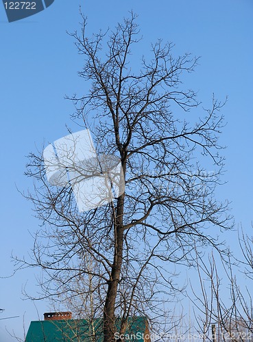 Image of Spring leafless