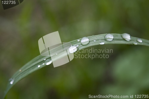 Image of Water drops on a grass