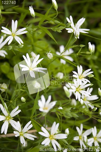 Image of White Camomiles