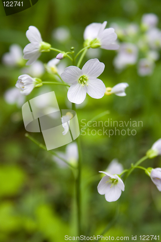 Image of Blue forget-me-not