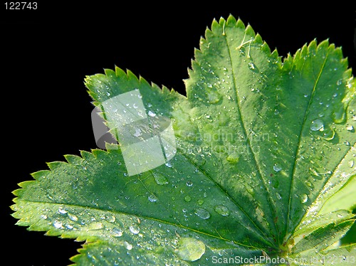 Image of Alchemilla pratensis