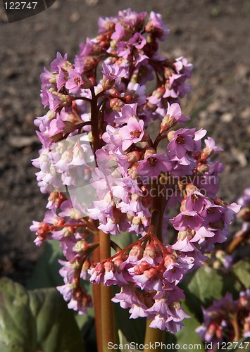 Image of Bergenia crassifolia
