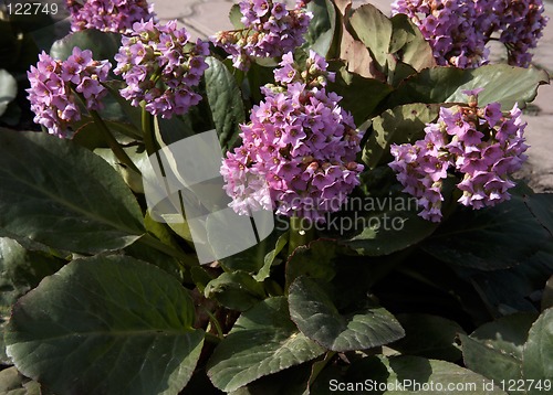 Image of Bergenia crassifolia