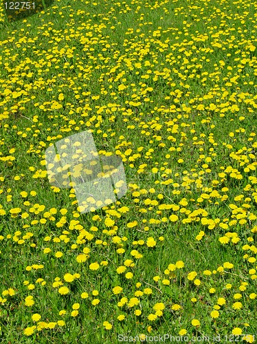 Image of Dandelion meadow