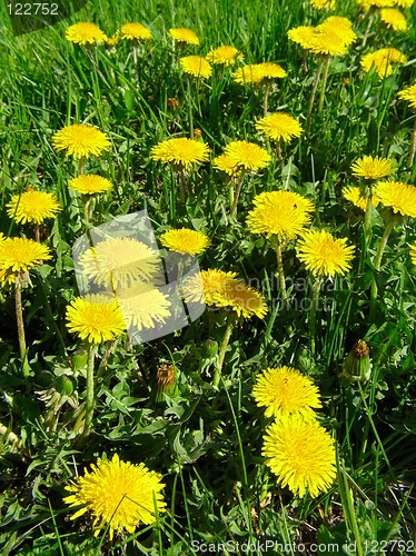 Image of Dandelion meadow