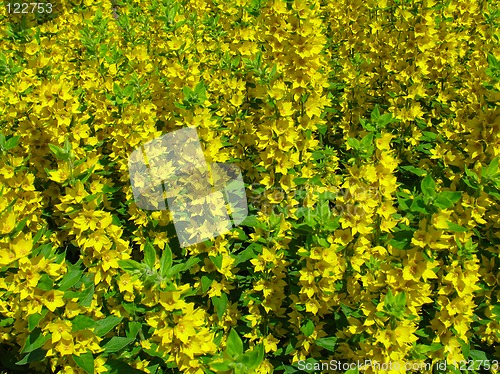 Image of Yellow flowers