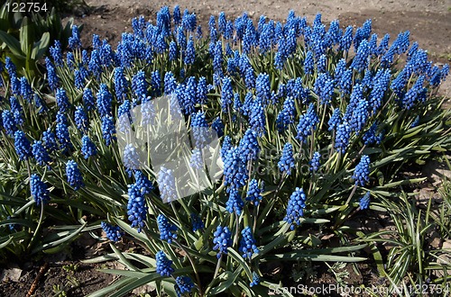 Image of Blue Muscari