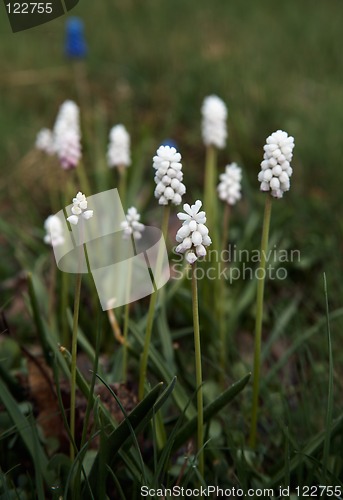 Image of White Muscari