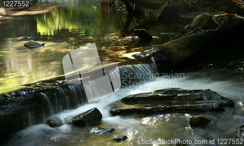 Image of forest stream