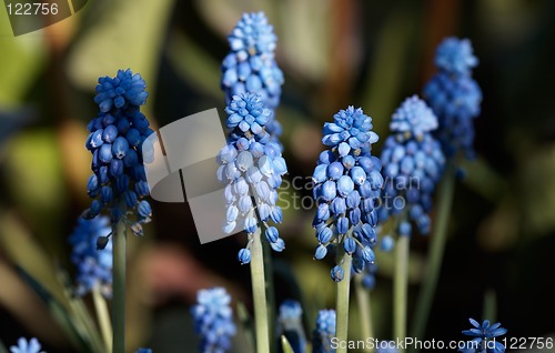 Image of Blue Muscari