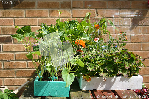 Image of beans and geraniums