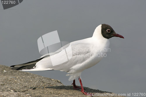 Image of black headed gull