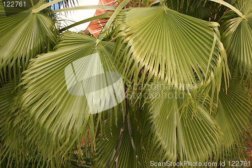 Image of large fan palm leaves
