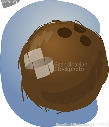 Image of Coconut illustration