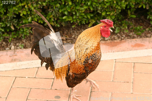 Image of crowing cockeral