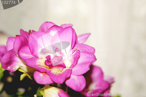 Image of details of a pink freesia