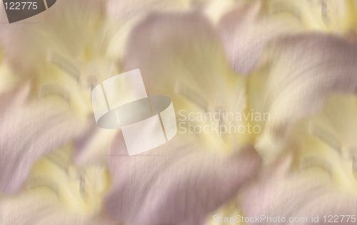 Image of lilac freesia blurred background