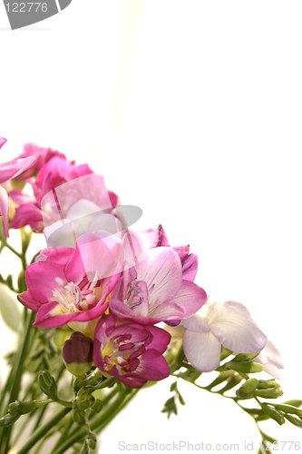 Image of bunch of freesias over a white background