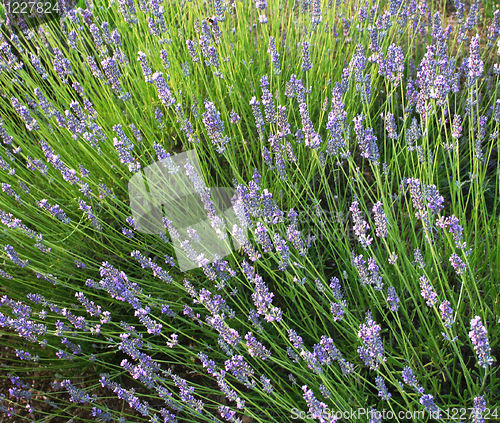 Image of Lavender flowers  as background