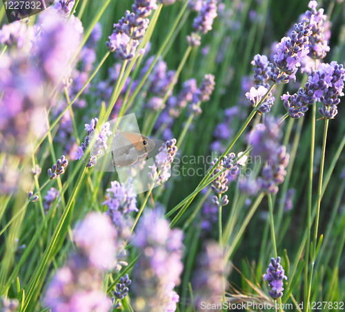 Image of Butterfly on the lavender flowers as spring background 