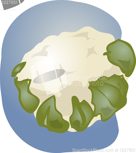 Image of Cauliflower illustration