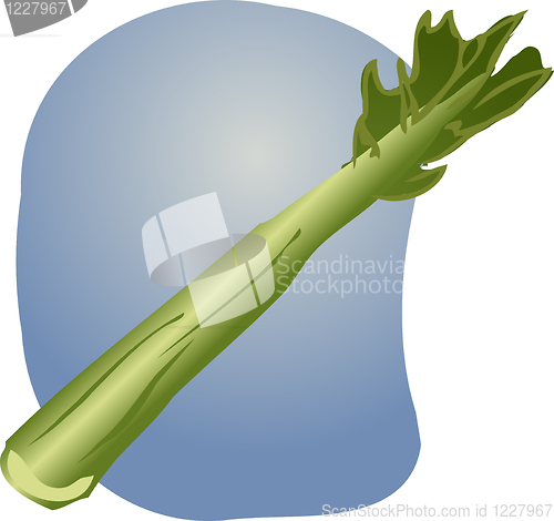 Image of Celery illustration