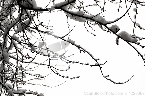 Image of snowy branches