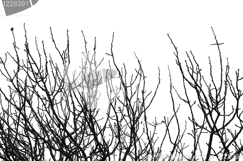 Image of leafless tree branches