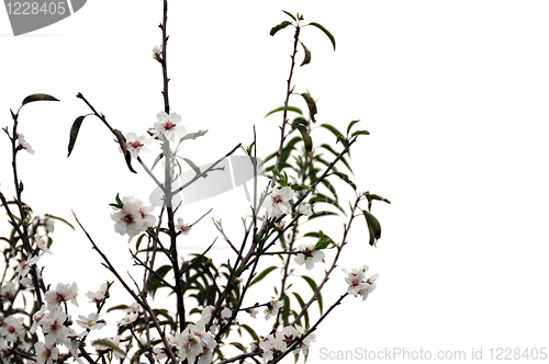 Image of almond tree flowers