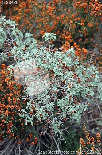 Image of sage plant