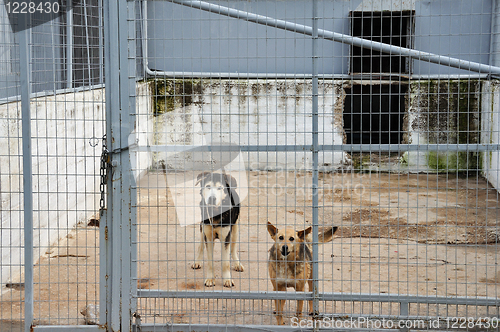 Image of caged dogs