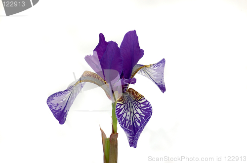 Image of Iris