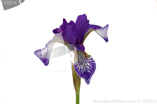 Image of Iris