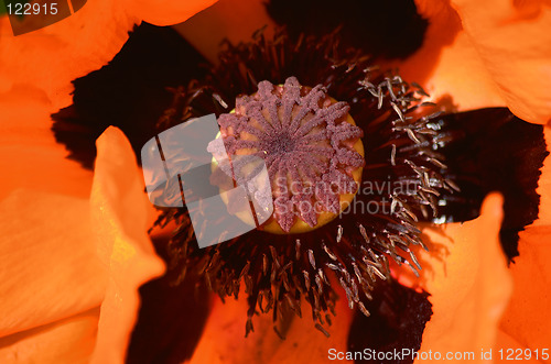 Image of Orange poppy