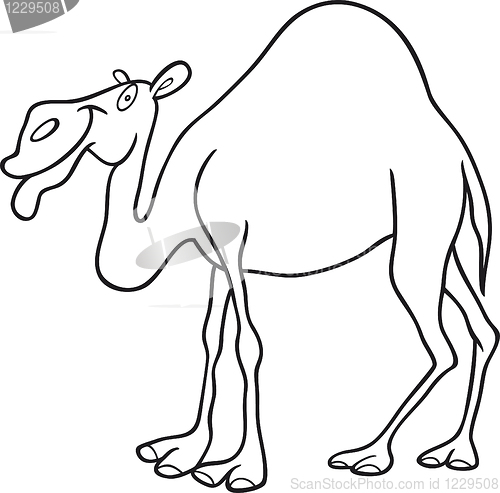 Image of dromedary camel for coloring book