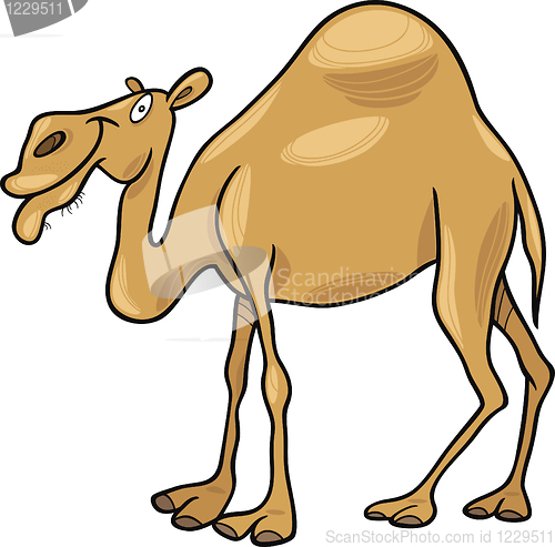 Image of dromedary camel