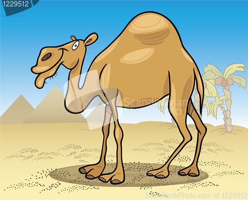 Image of dromedary camel on desert