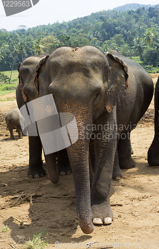 Image of Elephants