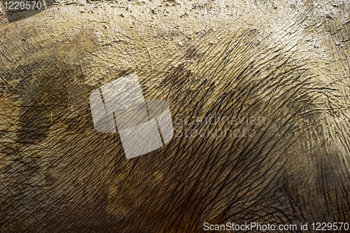 Image of Elephant skin