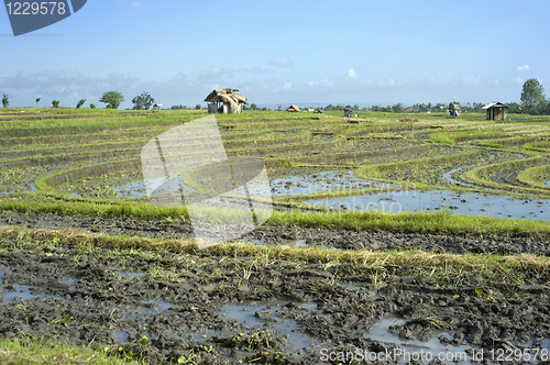 Image of Rice field