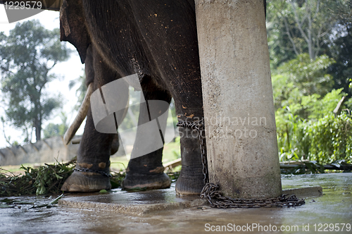 Image of Chaned elephant