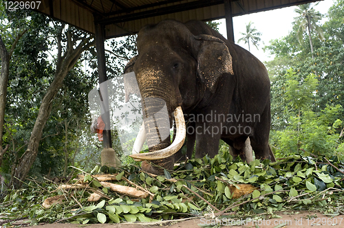 Image of Elephant