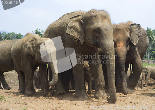 Image of Elephants