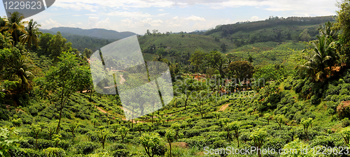 Image of Tea plantaition