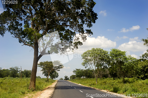 Image of Country road in Sri Lankan