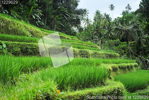 Image of Rice field 