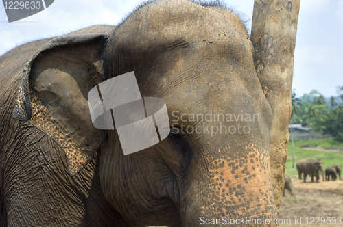 Image of Elephant