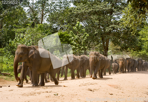 Image of Elephants