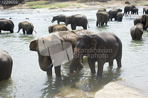 Image of Elephants bathing