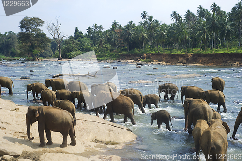 Image of Elephants bathing